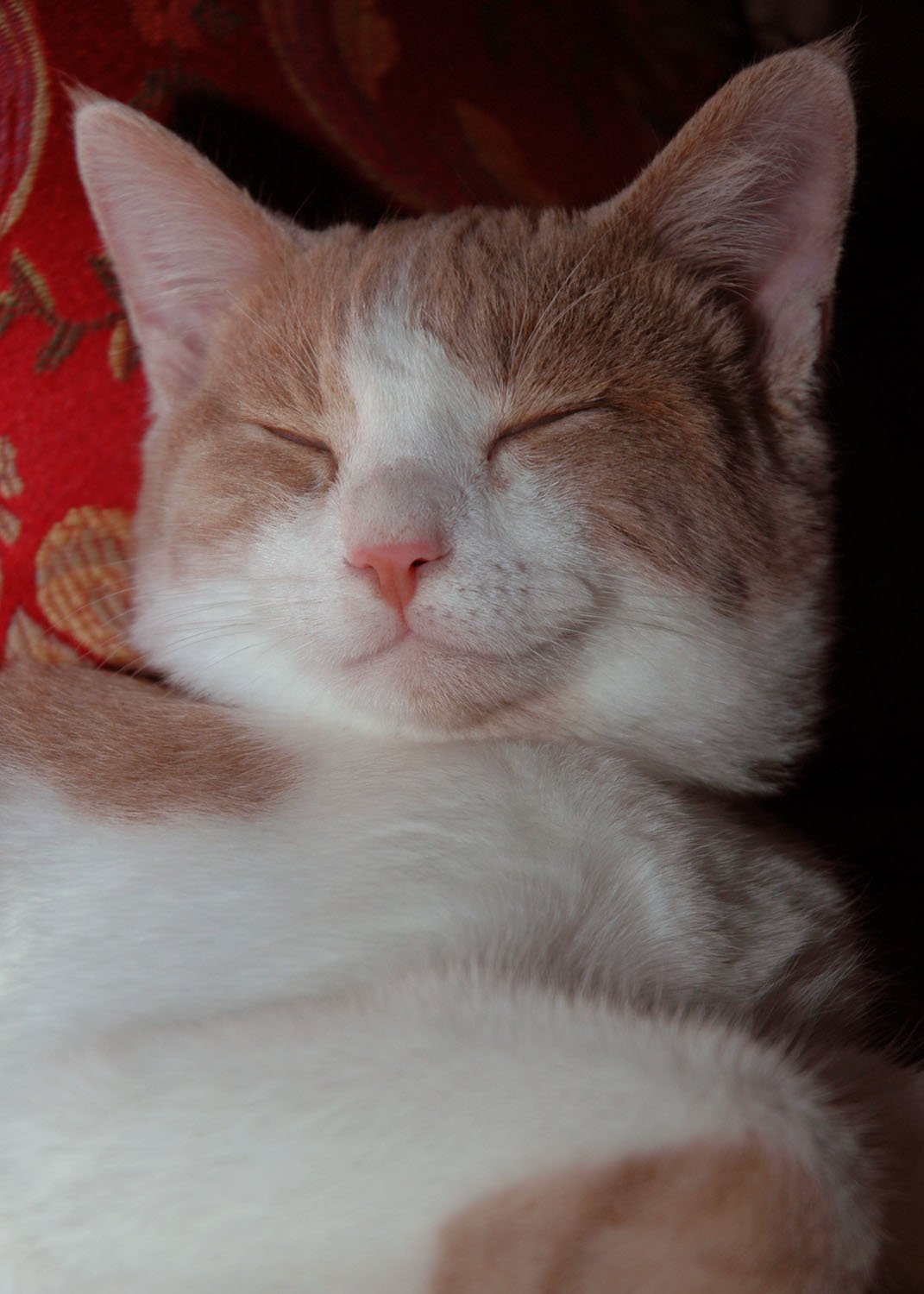 Sweet Dreams